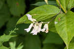 Hog Peanut